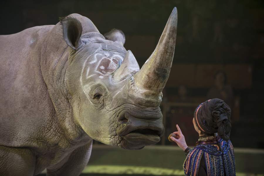Носорог Мафуньян и его дрессировщик Елена Федотова, тверской цирк