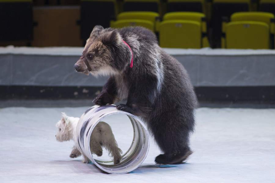 Медведь Ума и вест-хайленд -уайт терьер Рас, Рязань