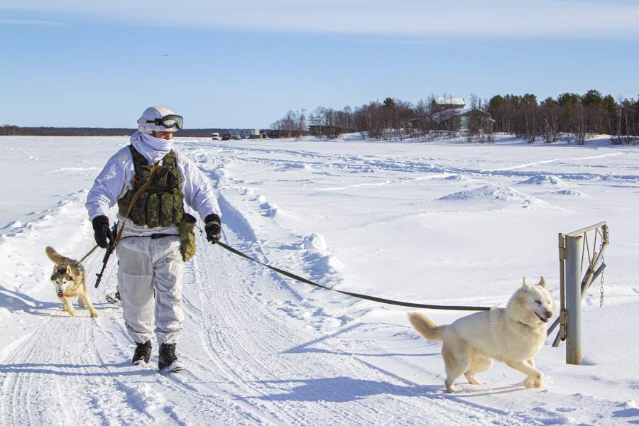 пехотинец с собаками