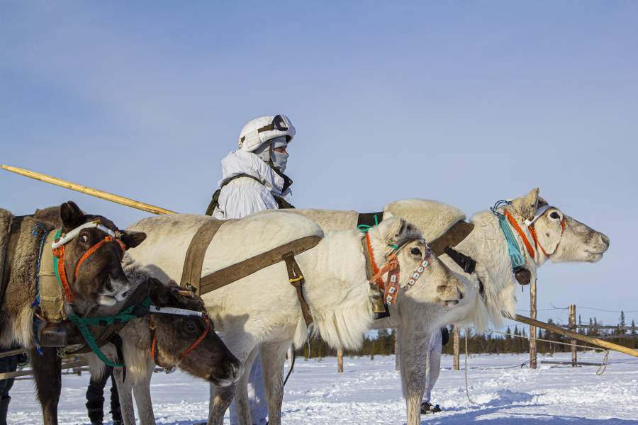 пехотинец с собаками
