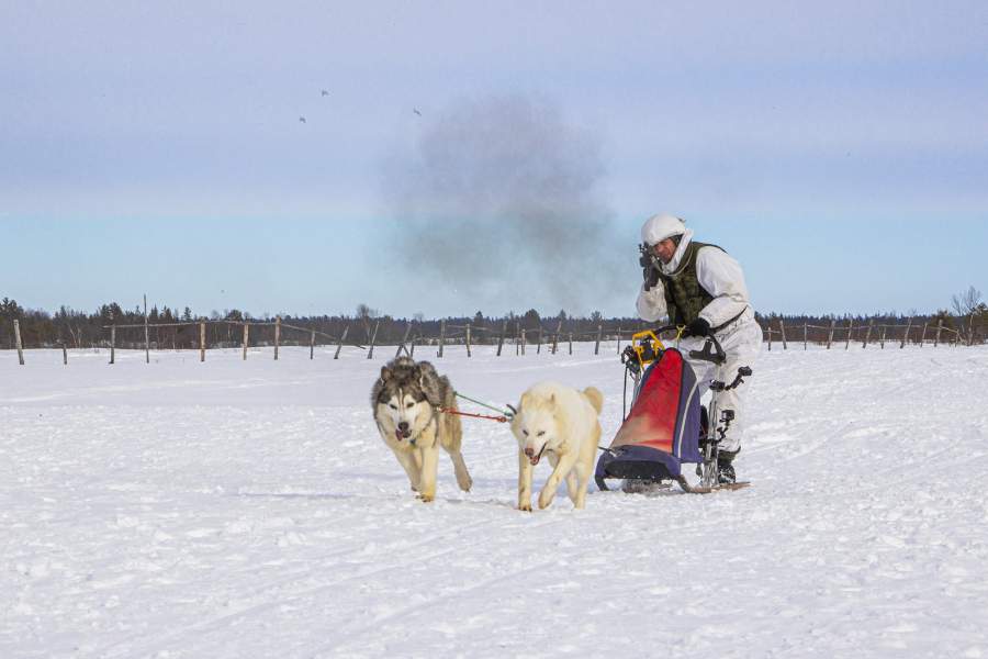 собачья упряжка