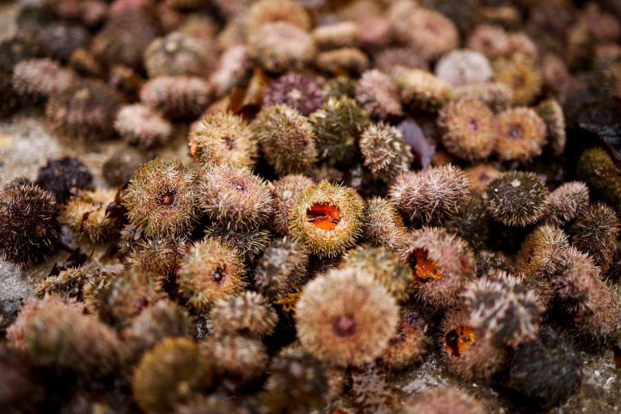 морские ежи