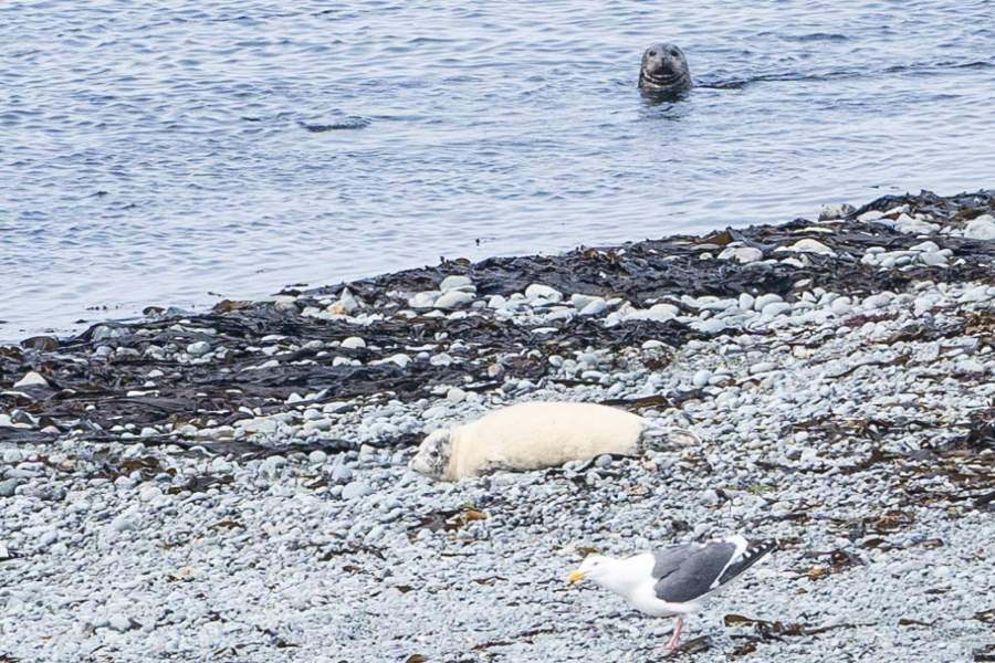 Детёныш ларги