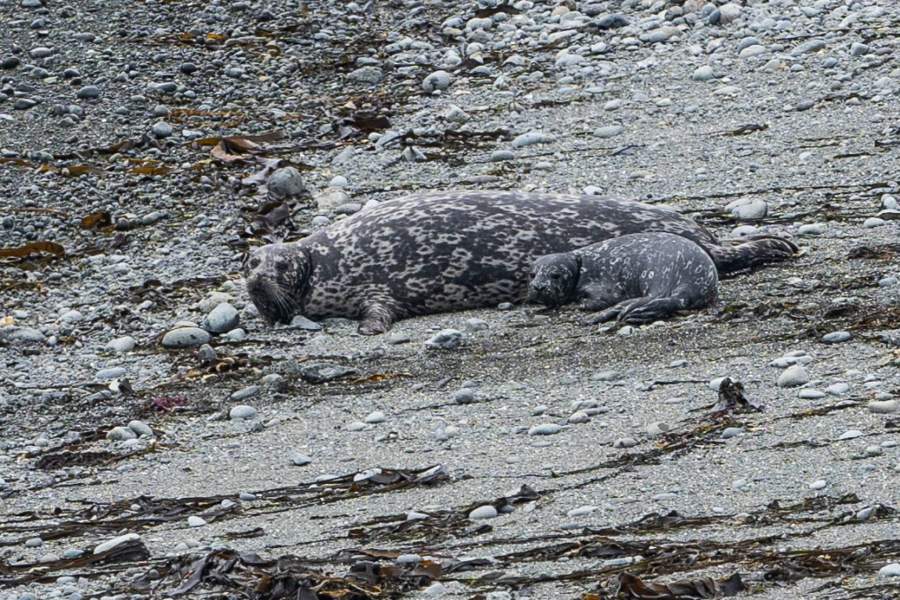 Самка антура с детёнышем