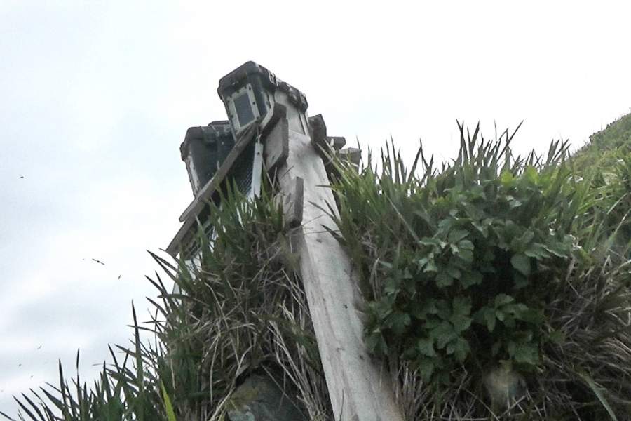 фотоловушка