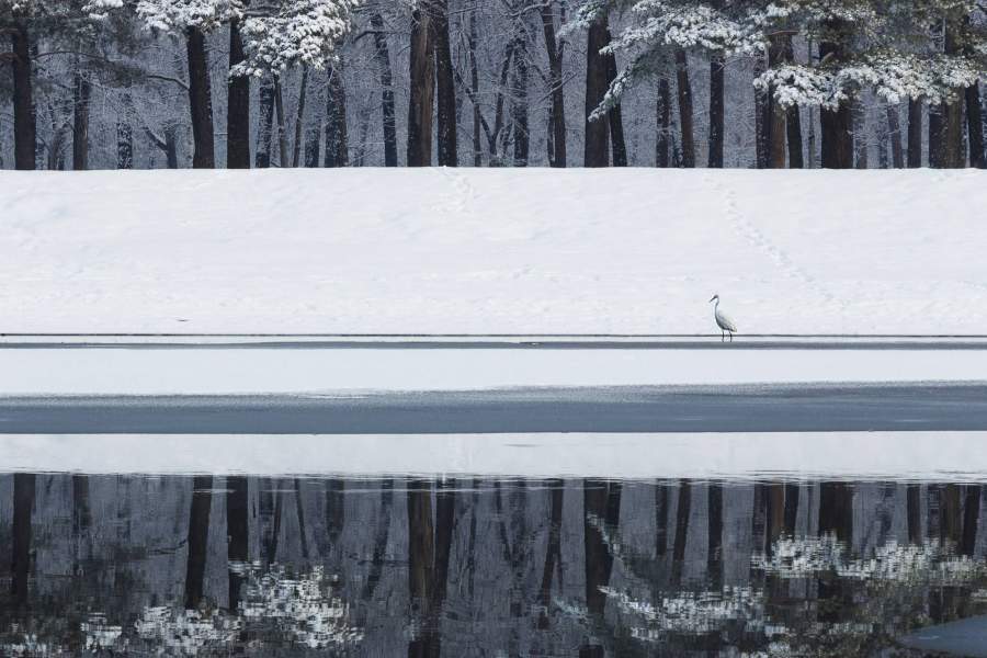 Нежданный гость