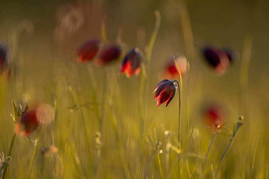 Колокол весны 