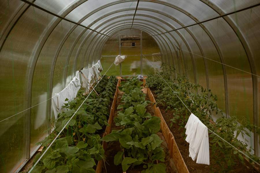 Одну из теплиц заканчивает крыть Роман – музыкант, композитор, гитарист, перебравшийся в Дракуны из Оптиной пустыни в этом году.