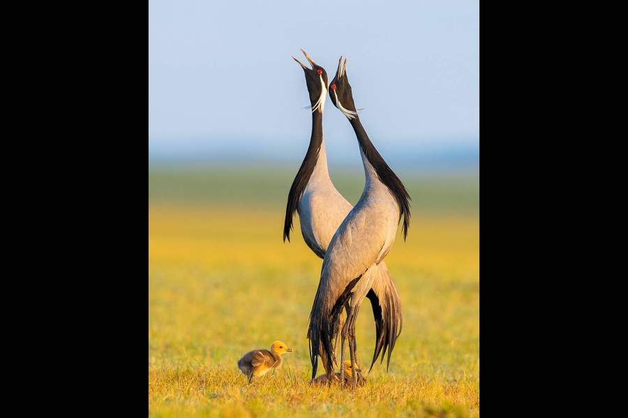 Bird Photographer of the Year 2021