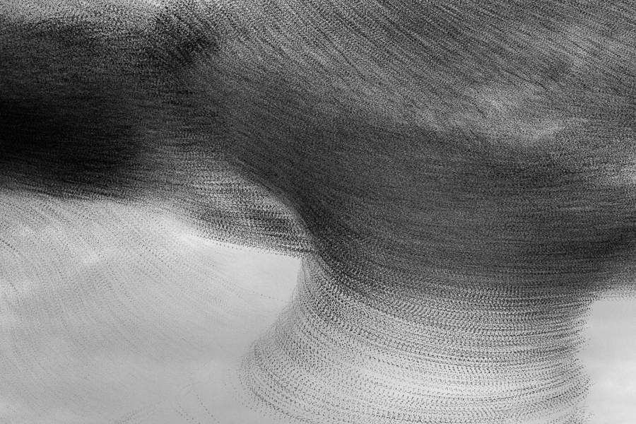 Bird Photographer of the Year 2021