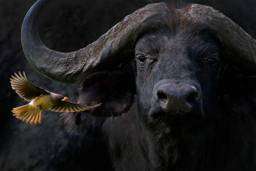 Bird Photographer of the Year 2021Bird Photographer of the Year 2021