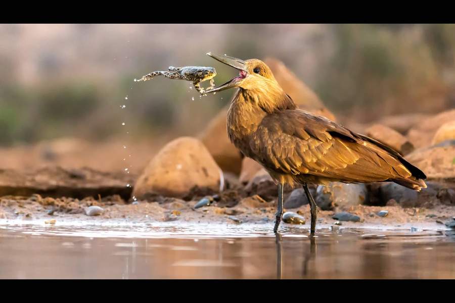 Bird Photographer of the Year 2021