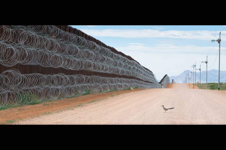 Bird Photographer of the Year 2021