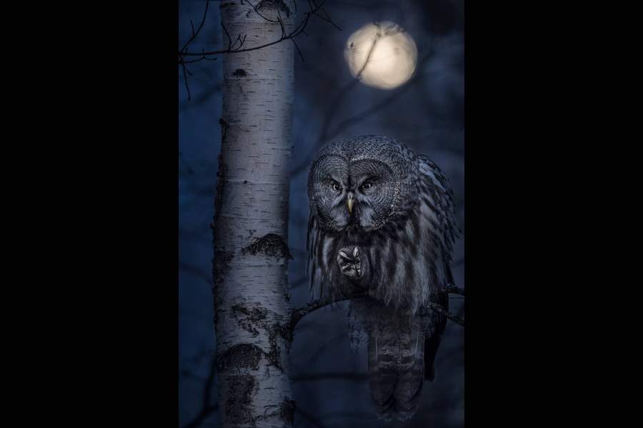 Bird Photographer of the Year 2021