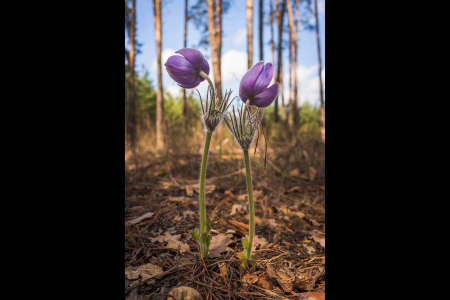 Wiki Loves Earth 2021