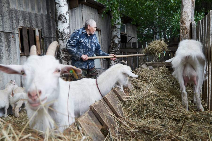 В учреждении работают ветеринары, которые следят за здоровьем животных