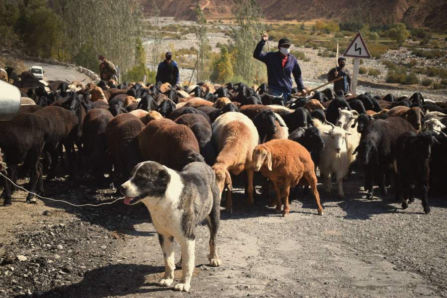 природа Гиссарского перевела