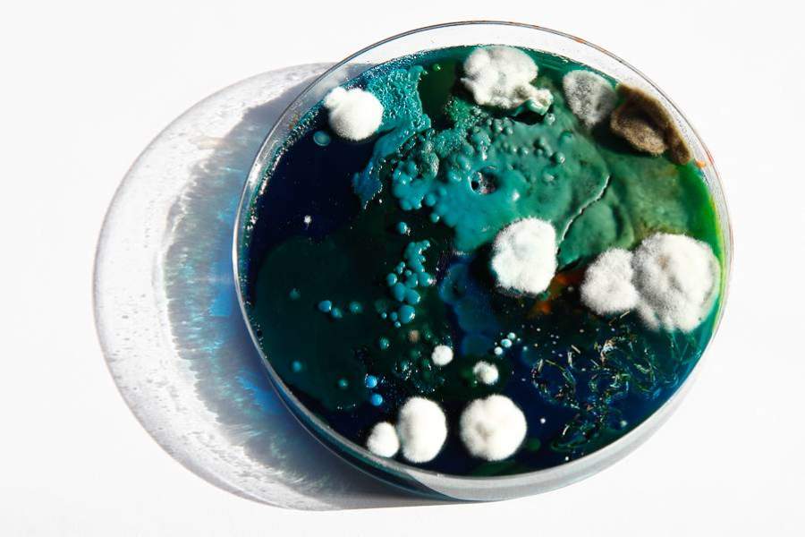 Картины из плесени