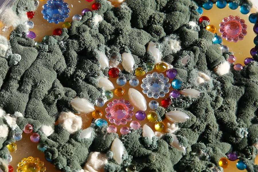 Картины из плесени