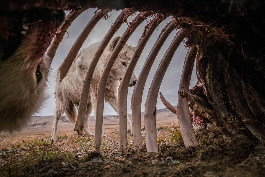История фотографии. Лучшие 170 фото мира и современности National geographic tra