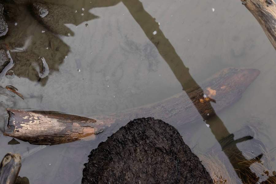 Кусок бивня мамонта лежит