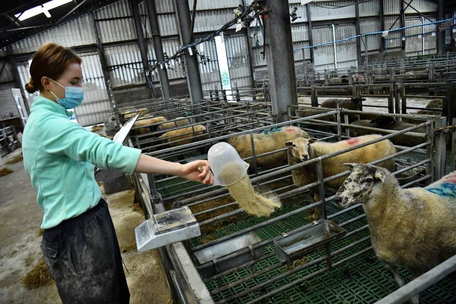 Выращивание водорослей для скота в Ирландии