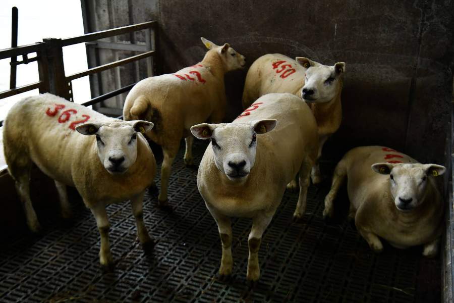 Выращивание водорослей для скота в Ирландии