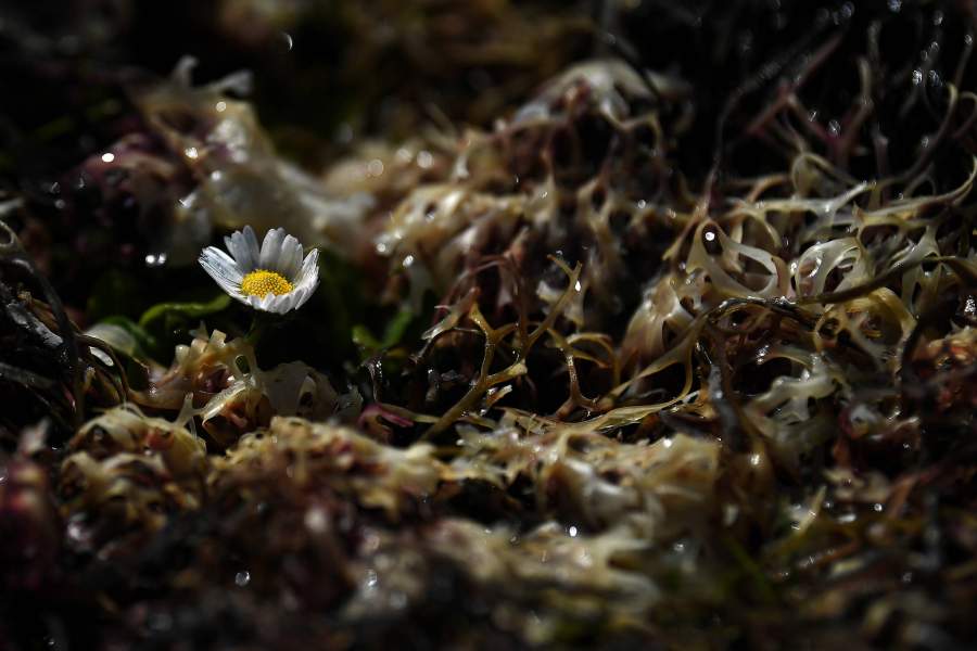 Выращивание водорослей для скота в Ирландии