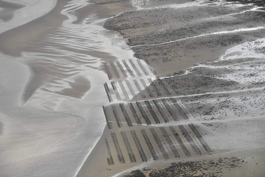 Выращивание водорослей для скота в Ирландии