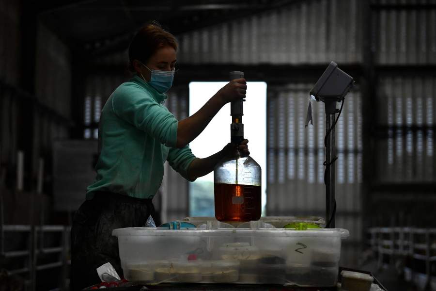 Выращивание водорослей для скота в Ирландии