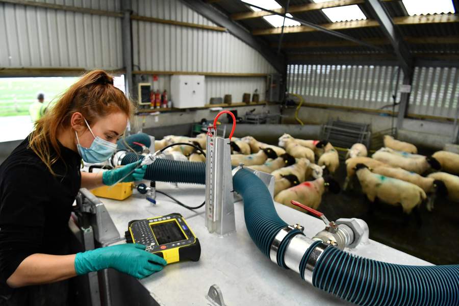 Выращивание водорослей для скота в Ирландии