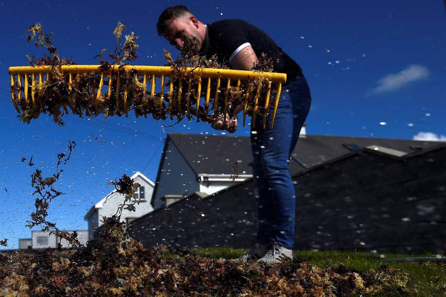 Выращивание водорослей для скота в Ирландии