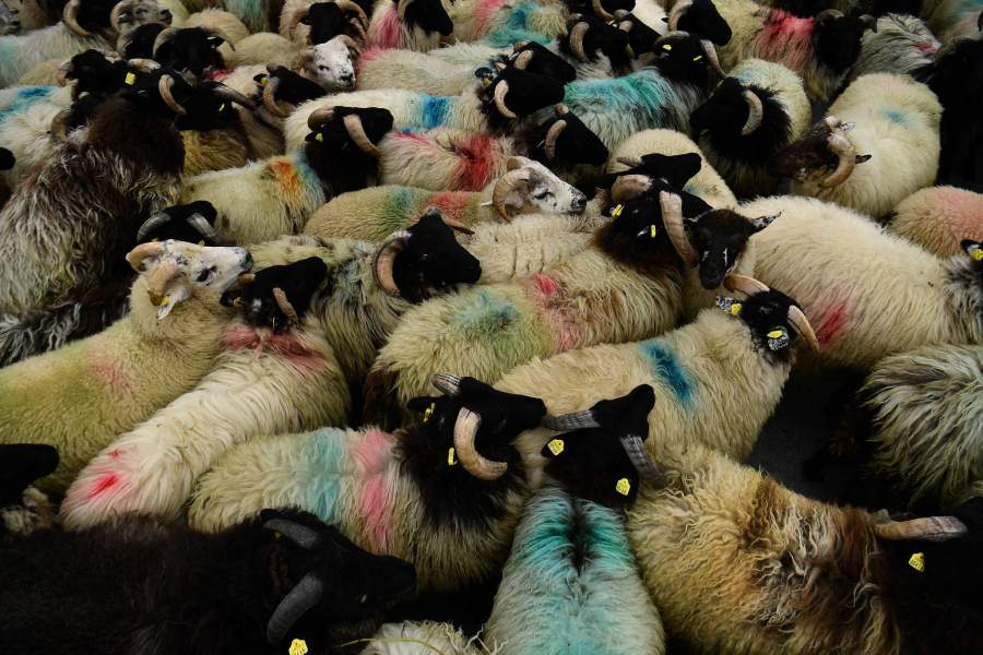 Выращивание водорослей для скота в Ирландии