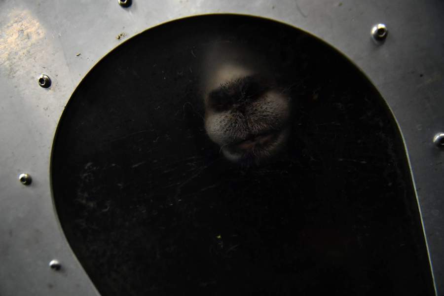 Выращивание водорослей для скота в Ирландии