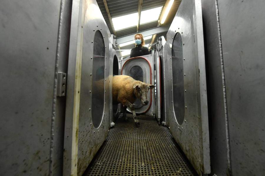 Выращивание водорослей для скота в Ирландии