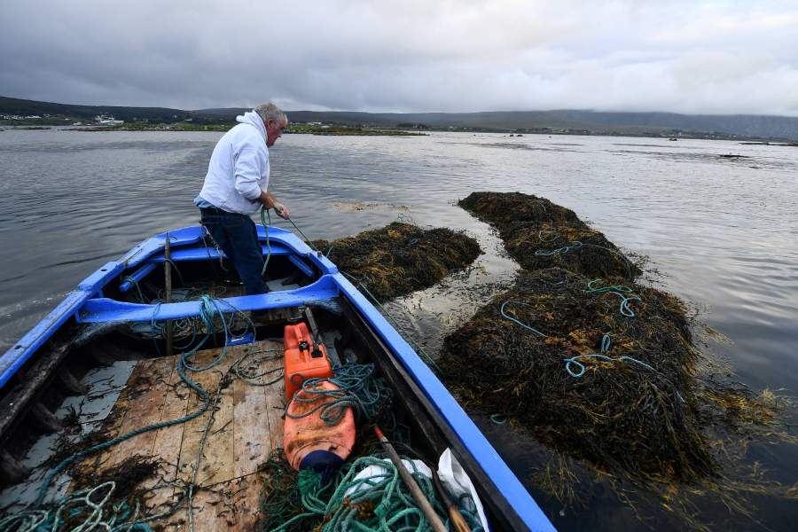 Выращивание водорослей для скота в Ирландии