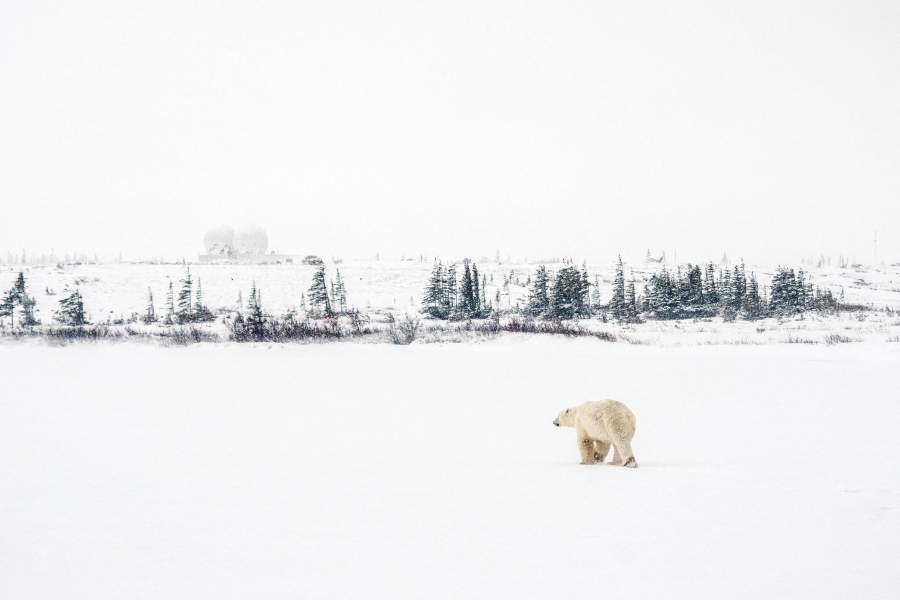 Мировая столица полярных медведей - городок Черчилл
