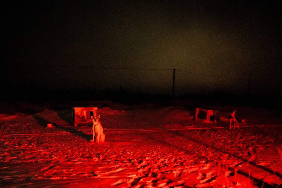 Мировая столица полярных медведей - городок Черчилл