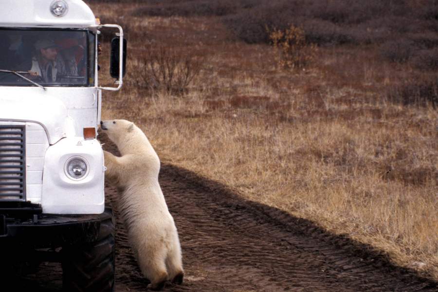 Мировая столица полярных медведей - городок Черчилл