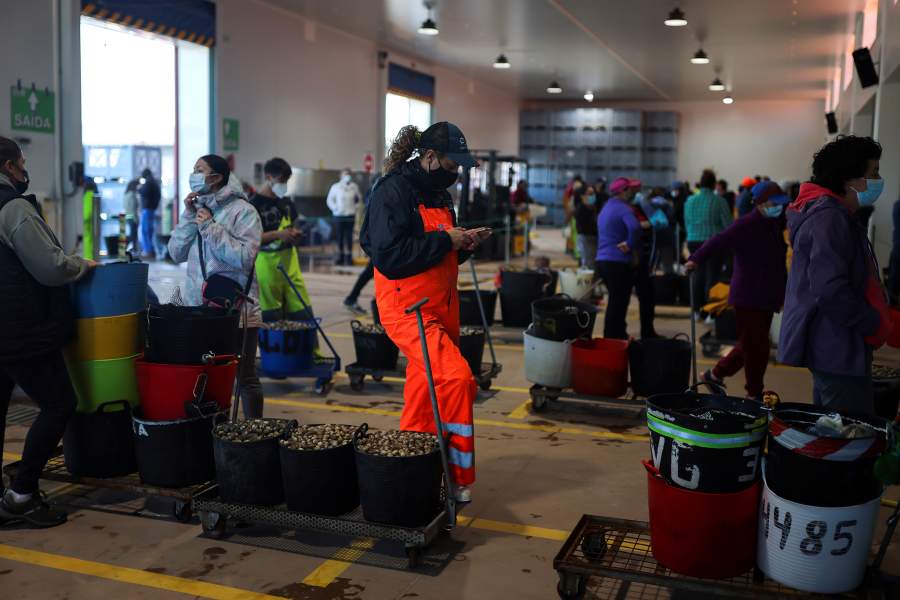 Как трудятся собирательницы моллюсков в Галисии