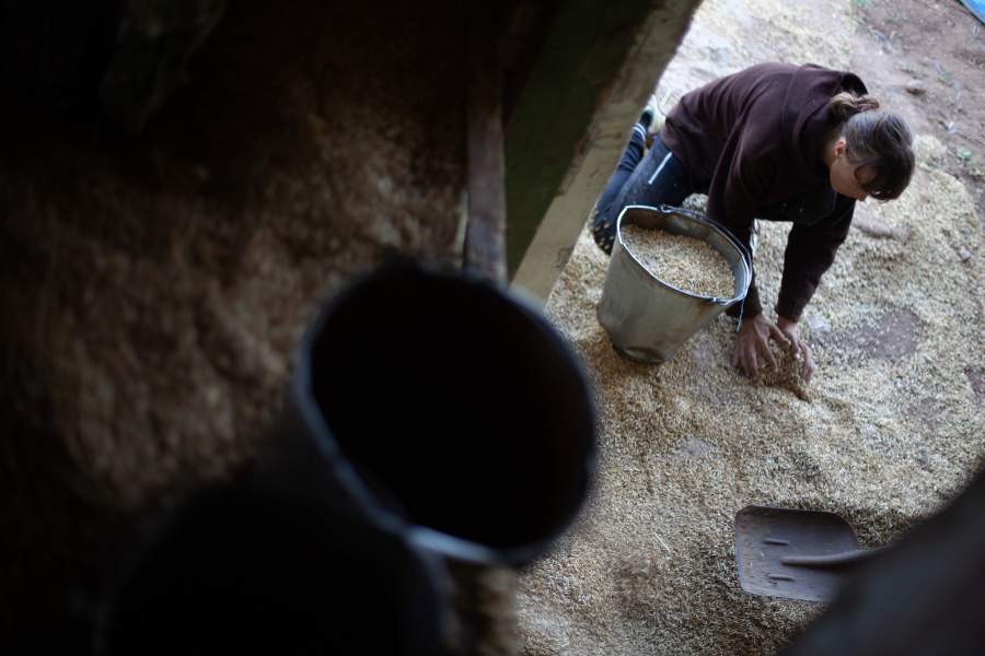 Конюх Ксения на погрузке овса в кладовую в конюшне
