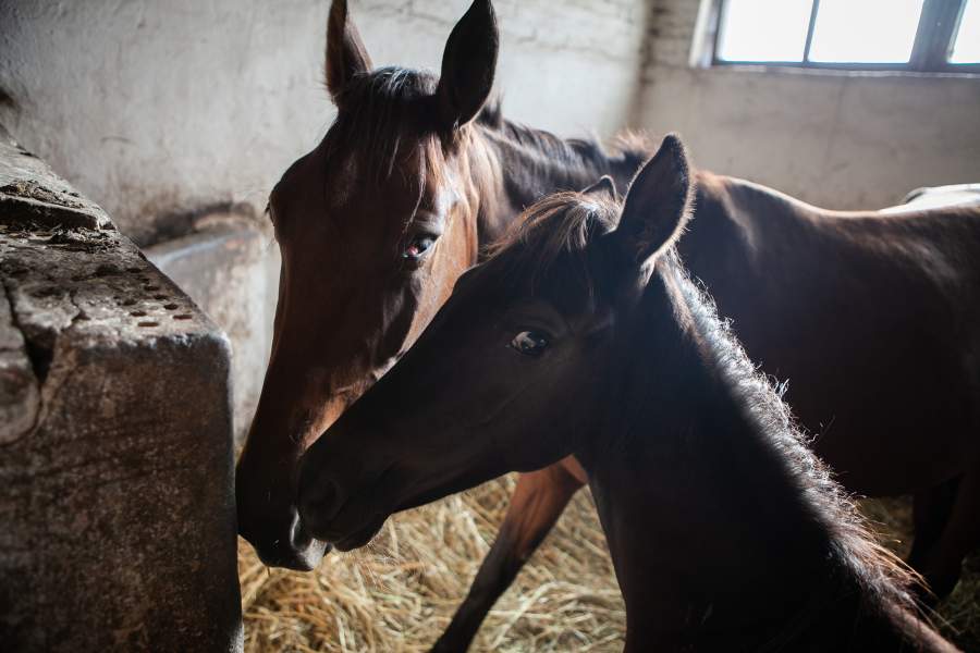 Лошадь с жеребенком в деннике конюшни
