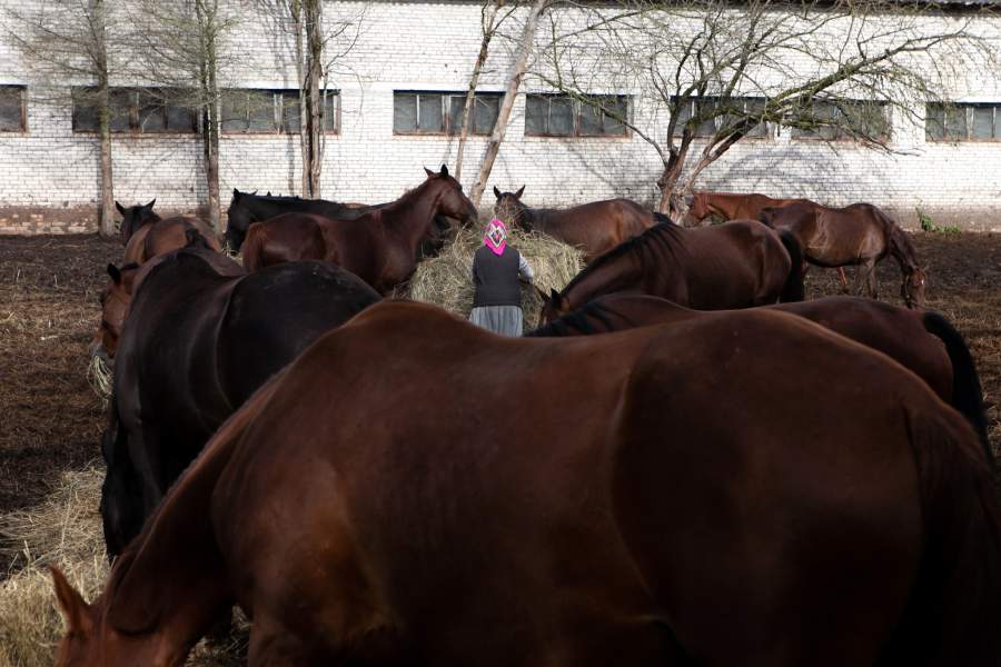 Сотрудница конезавода Инна Михайловна во время кормления лошадей