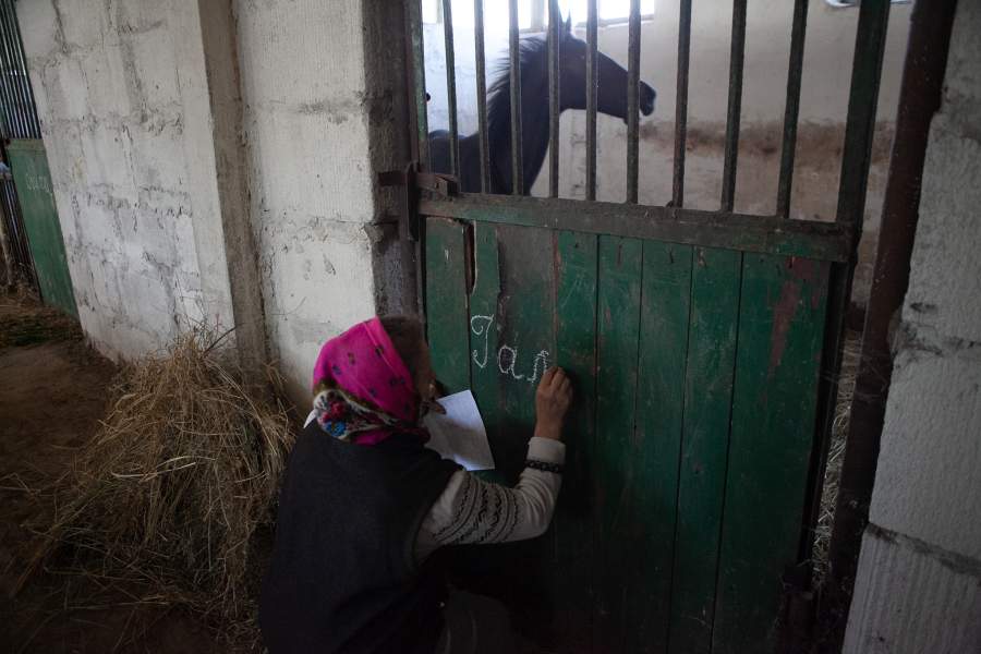 После отъема от кобылы жеребёнку дают отдельный денник и имя