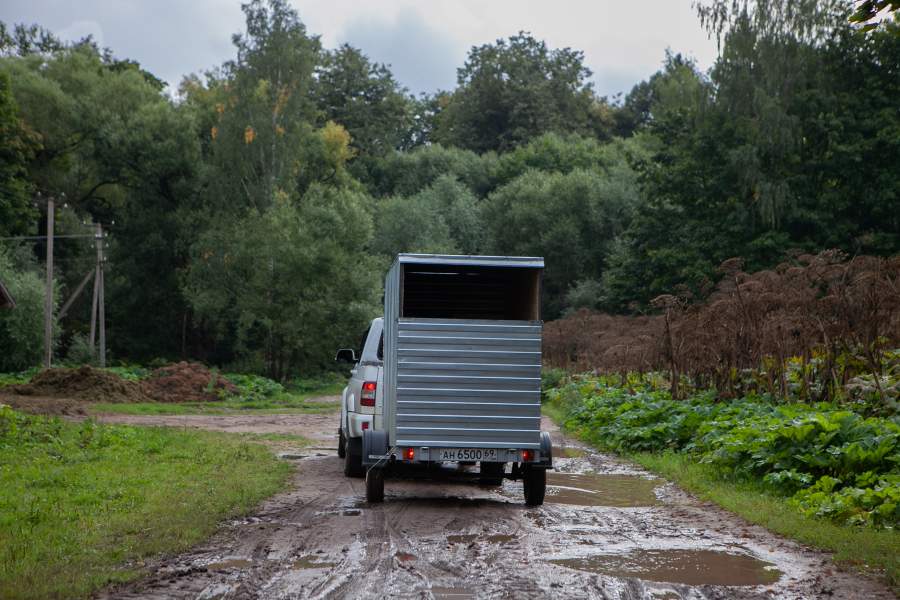 Покупатель увозит приобретенного жеребенка на коневозе
