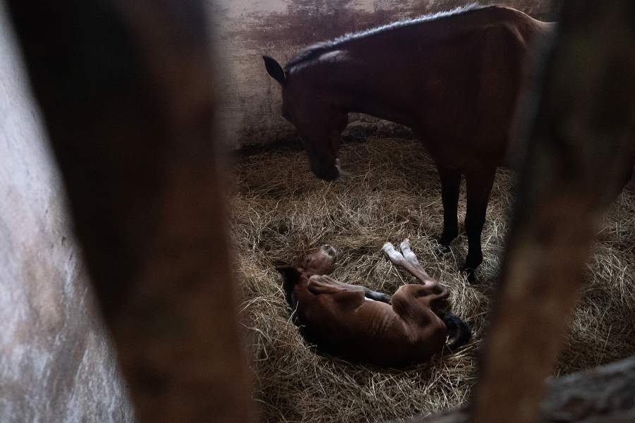 Новорождённый жеребёнок с мамой