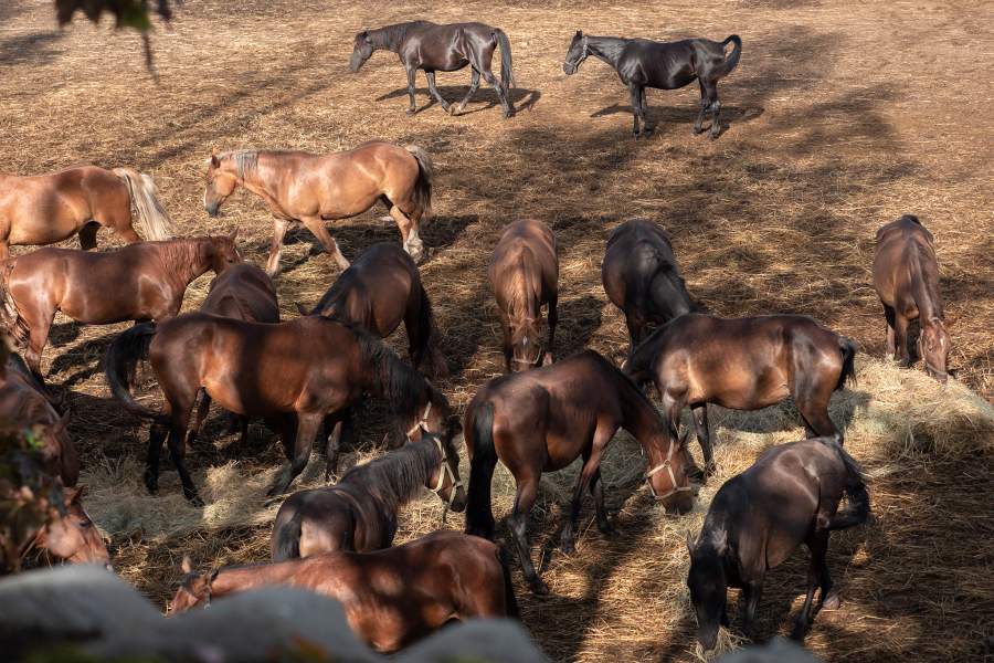 Лошади во время кормления на леваде Псковского конезавода №18