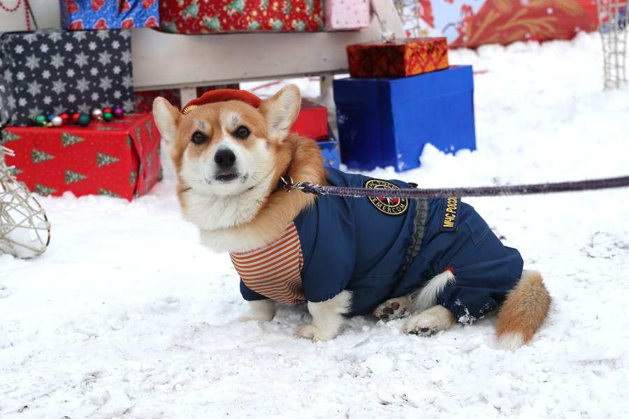 Рубка главной елки страны