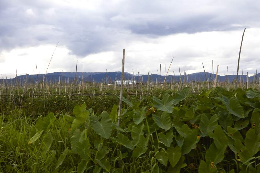 Жизнь на водах озера Инле