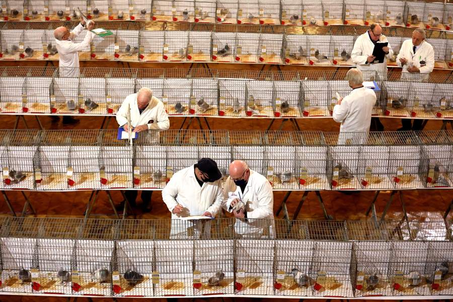 Международная выставка почтовых голубей «Homing Pigeon World Show»